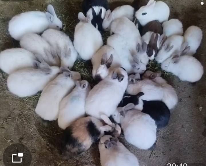 Зотли куен болалари сотилади