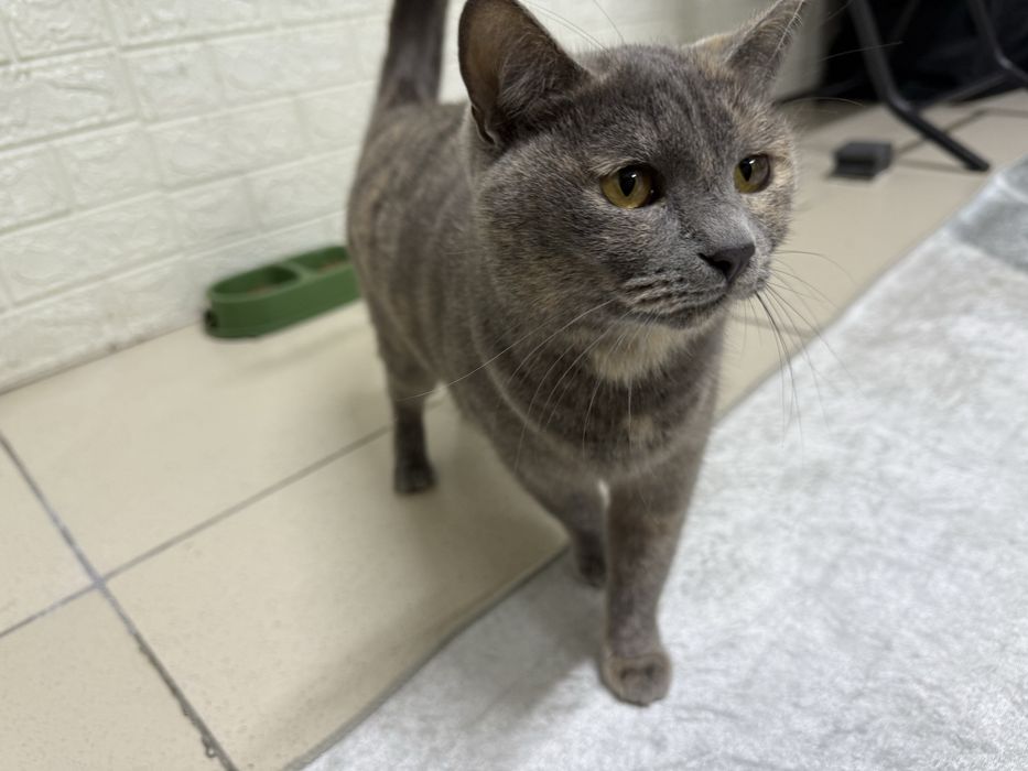 Отдаю кошку  в заботливые руки