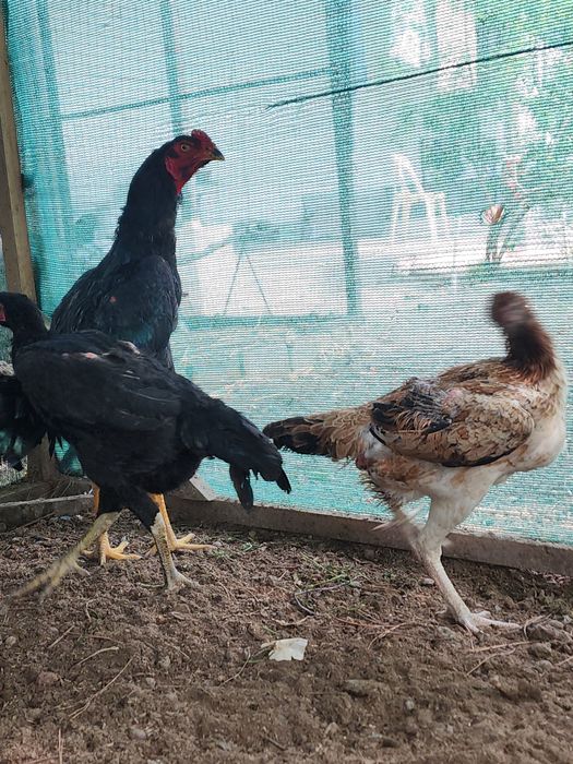 Dakan jojaxoroz va makyon sotiladi