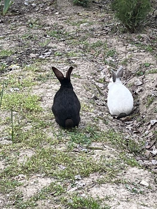 Quyon Sotiladi 1 Ogʻil 1 Qiz In alohida sotiladi