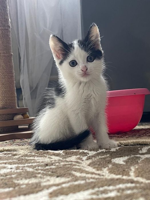 Котёнок ищет любящих хозяев