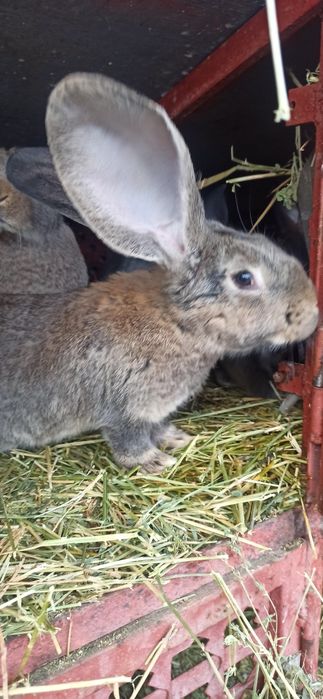 Uriaș alb mascul 8 luni.