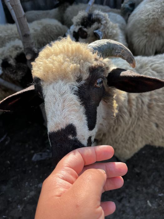 Vand miei  pretul este pe kg sau la bucata