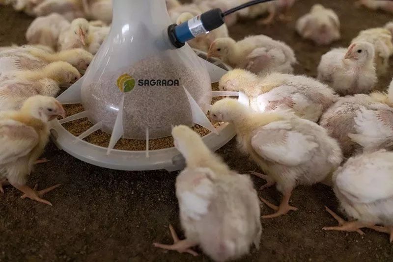 Подрощенный бройлер