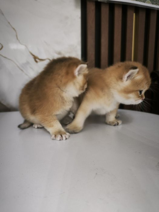 Mushuk bolalari sotiladi britanski zolotaya shinshila ny12