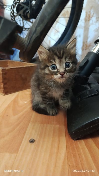 Отдам котят срочно