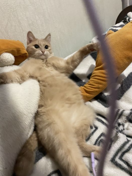 ПРОПАЛА КОШКА! В районе Ахмирова