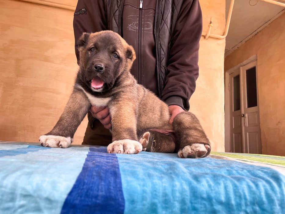 Щенок Турецкого Кангала ( Чистокровный )