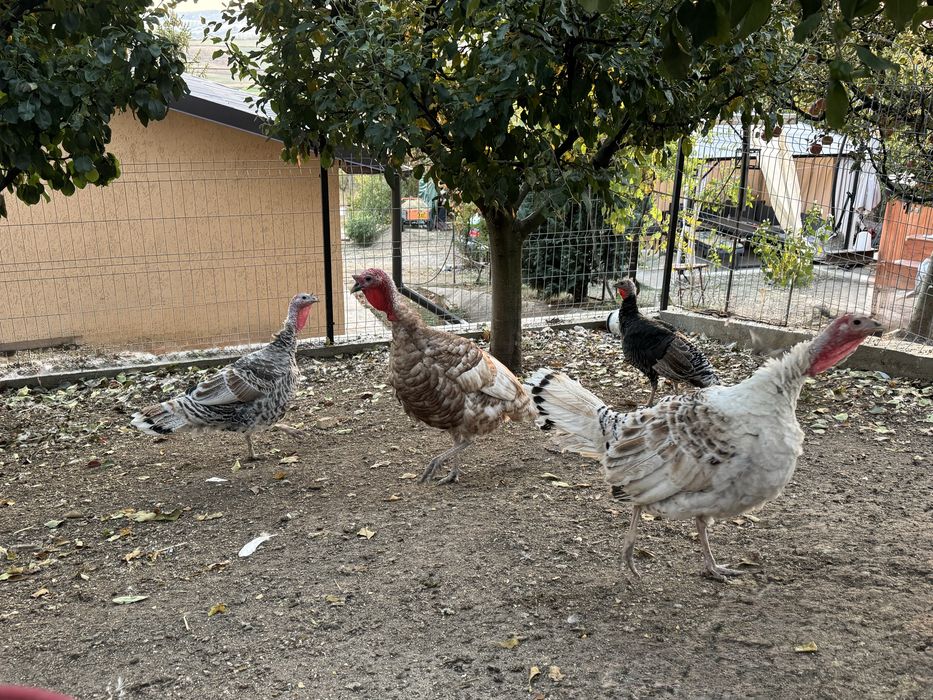 Vând familie de curci