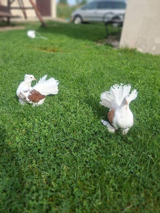 Vand porumbei voltati indieni