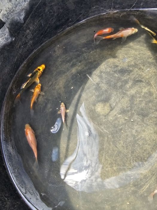 Puieti crap koi 40 zile