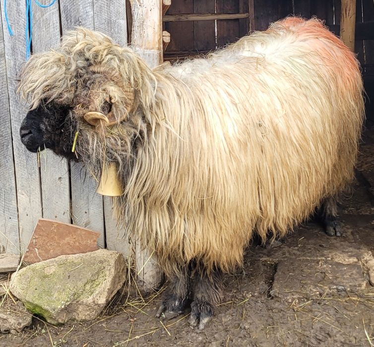 Vând berbec tânăr!