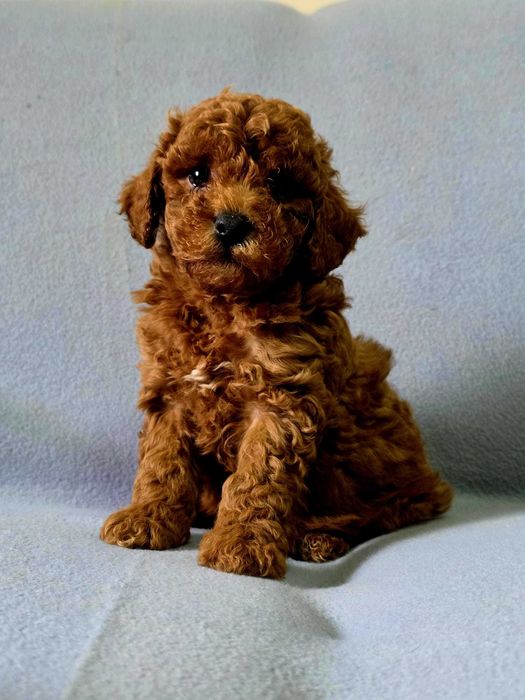 Pudel toy cu pedigree