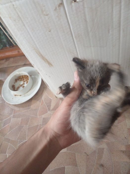 Отдам котят бесплатно