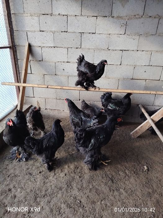 Продам Брамы Разные.