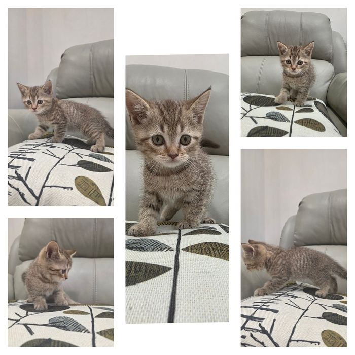 Продаются Котята Британцы