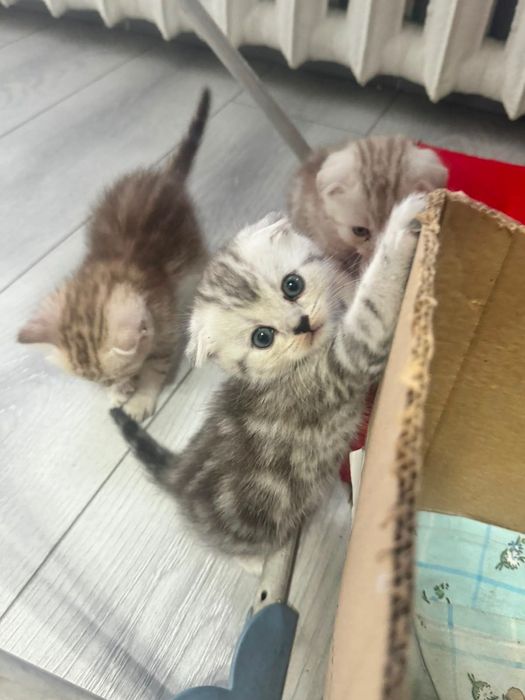 Продам котят мраморных
