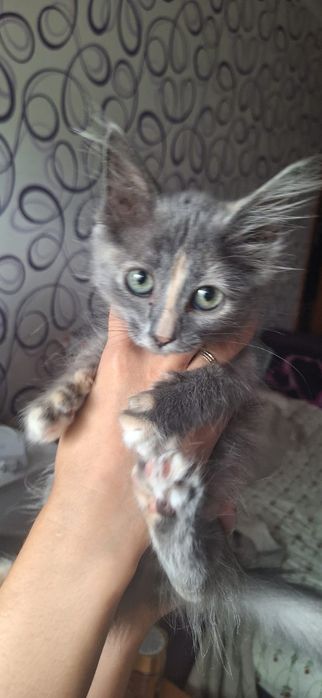 Отдам котёнка в хорошие руки