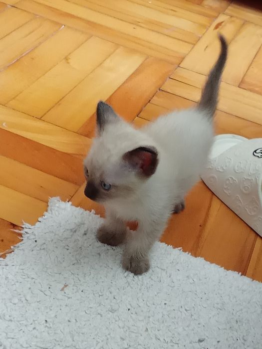 Мъжко сиамско коте  на 2 месеца