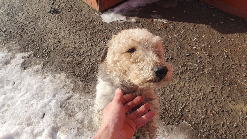 Фокстерер кабель на вязку