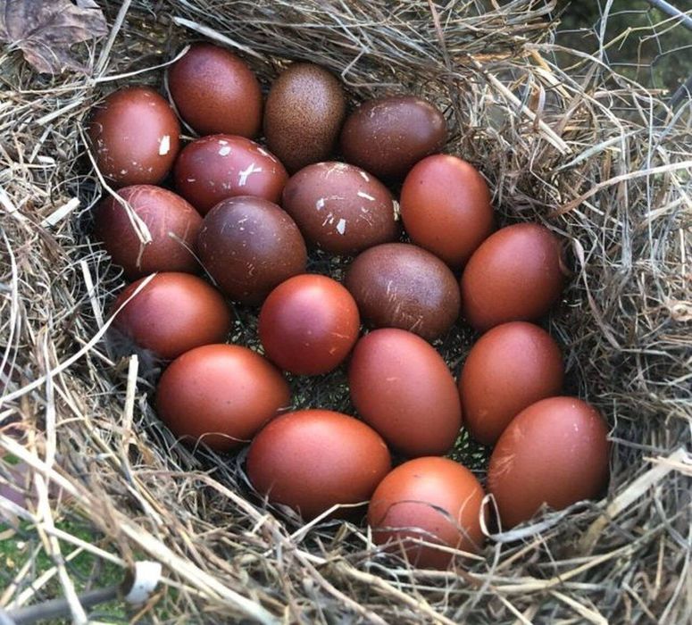 Vând oua incubat găini rasa mixta origine Franța  - MARANS, 8 lei/ou.