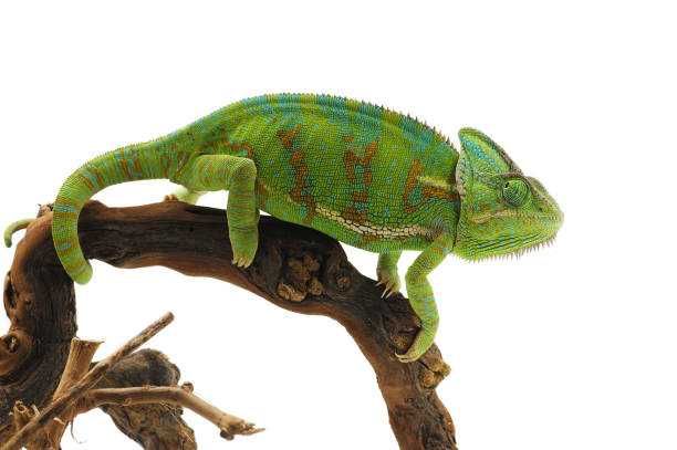 Йеменски хамелеон, Chameleon Calipratus