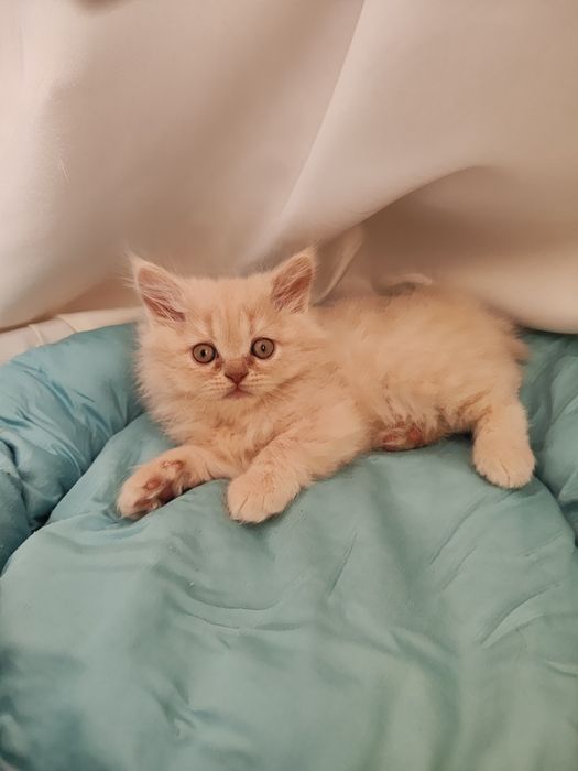 Продаются котята