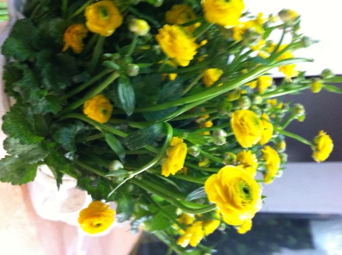 почвенно-покровные растения- лютик,тысячелистник,живучка