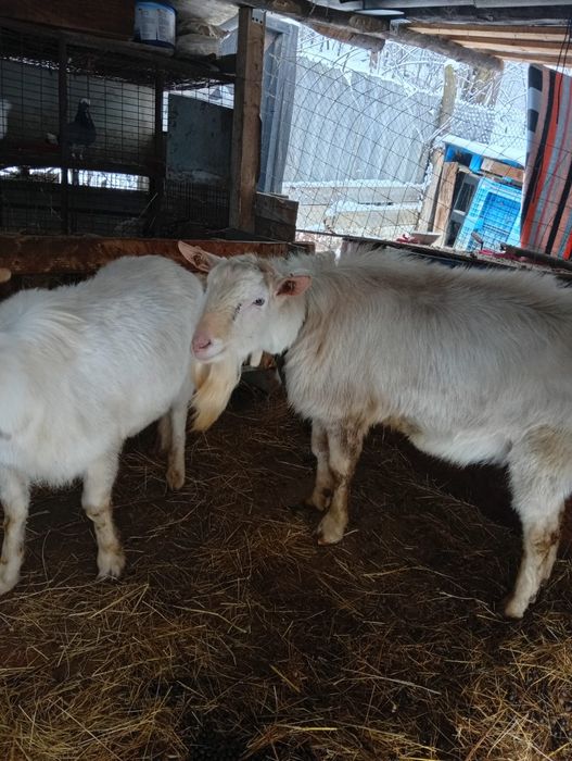 Vând lot de capre sannen