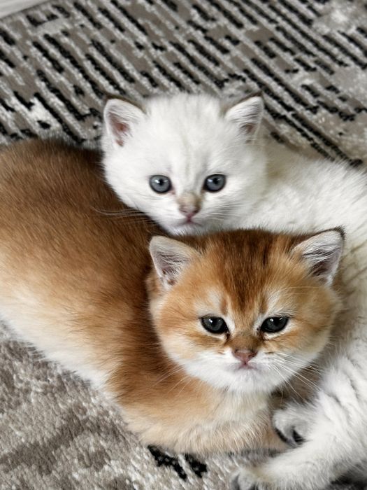 Котята (Британские) Шиншилла