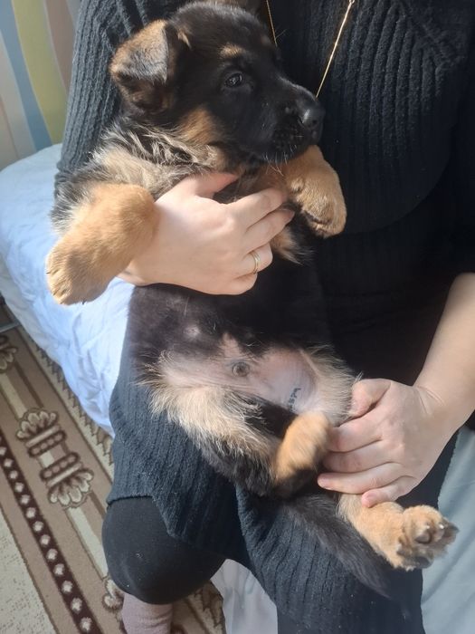 Немецкий щенки овчарки