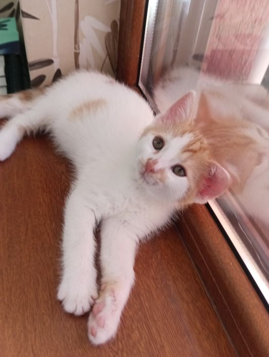 Мъжки котета на 3 месеца търсят дом