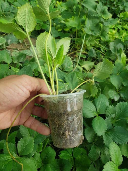 Карискй солхяаг кушатлар бор. Нархи 2000м.