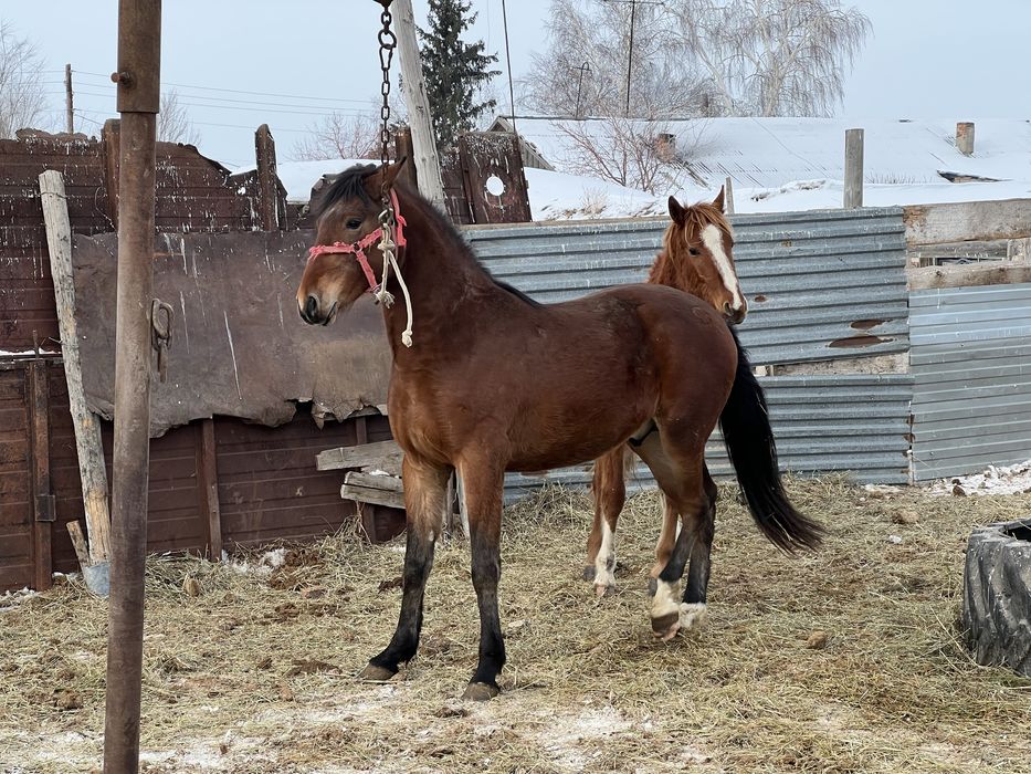 Рысак весной будет 3 года