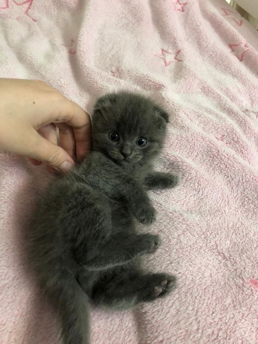 Котенок в добрые руки