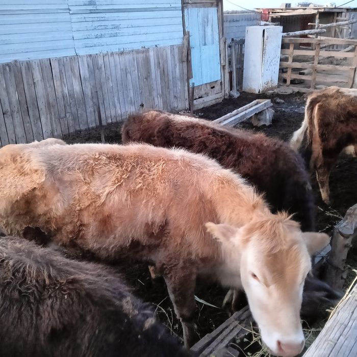 Тана кунажын. Телка