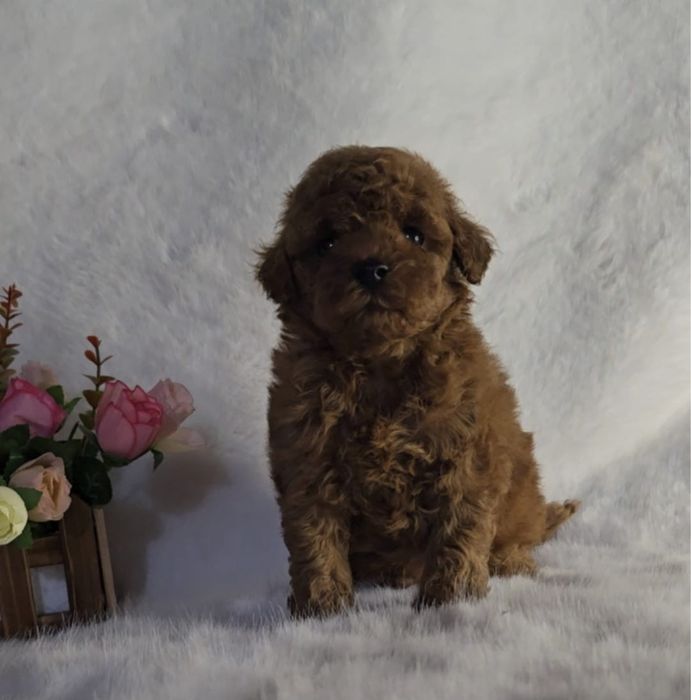 Продам карликовых пуделей