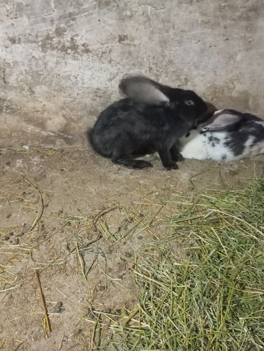 Продаются кролики