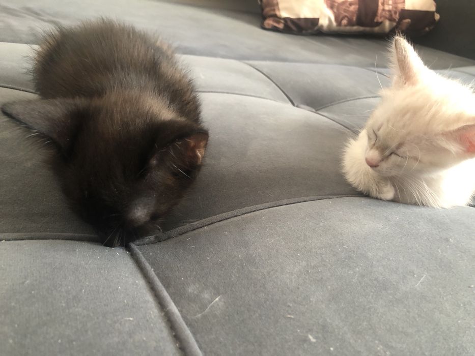 раздам котят 2,5 месяца