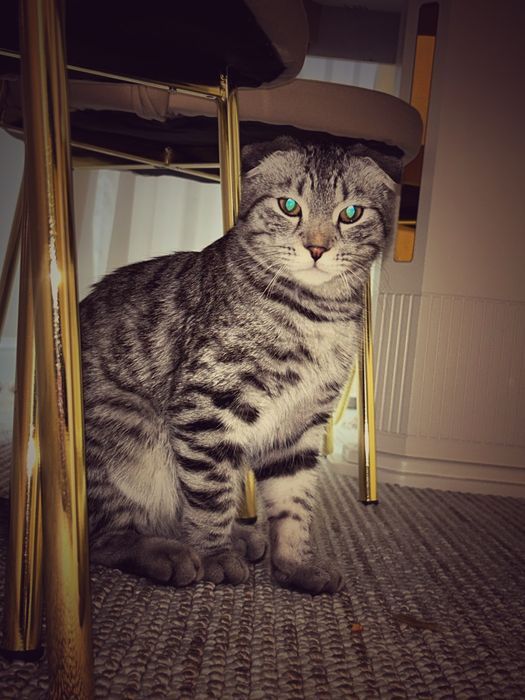 Шотландский кот пародисты