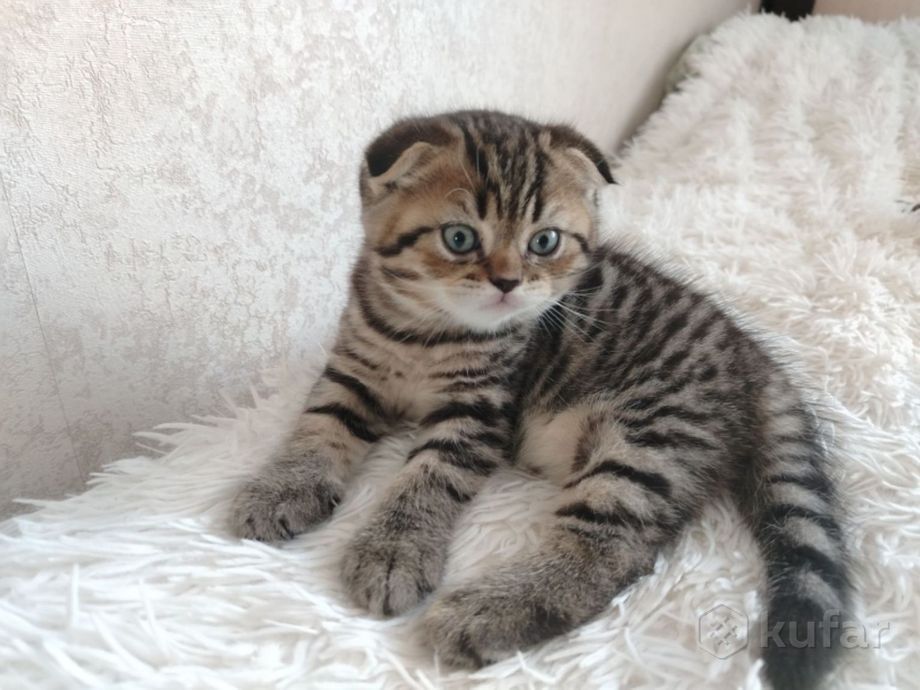 шотландские вислоухие котята