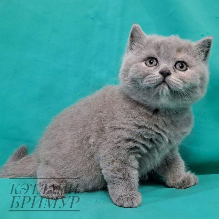 Британские котята из питомника!