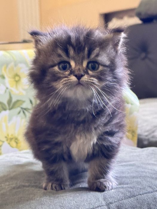 Продам котят с порлдой