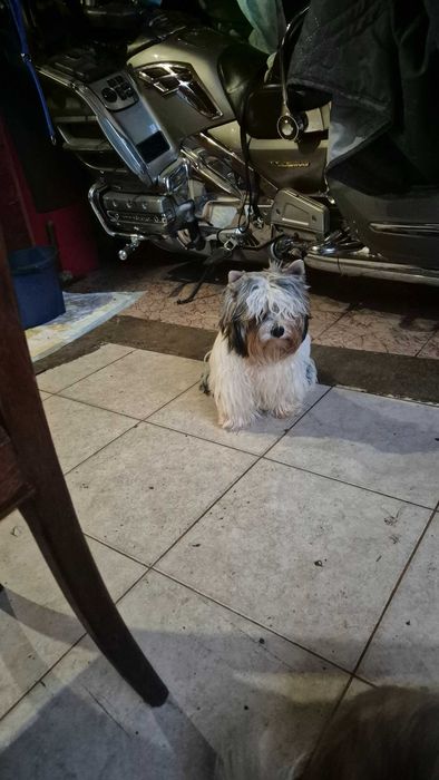 Biewer terrier Sofia