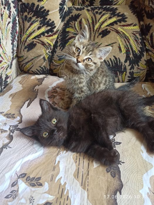 Отдам даром котят