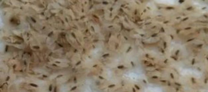 Павловния уруги, сотилади.