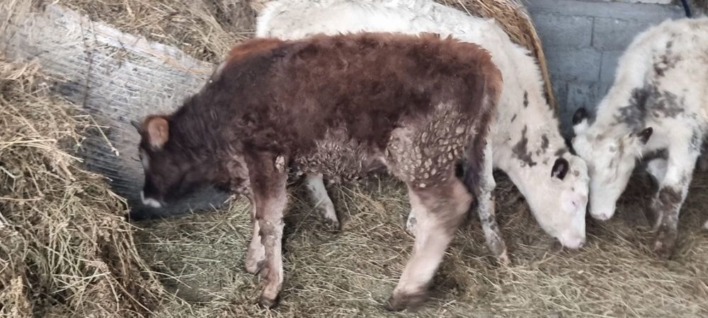 Taurasi si Vitele de crescut