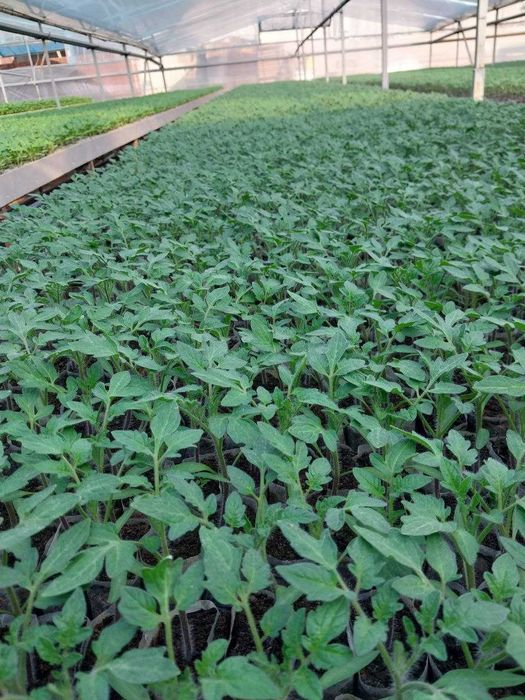 Помидор, булгор калампир, бодринг, баклажон кучатлар бор.