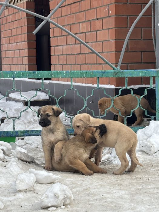Отдадим щенков в добрые руки