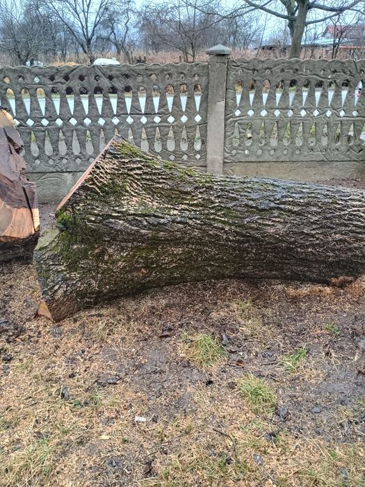 Trunchi de nuc de vânzare